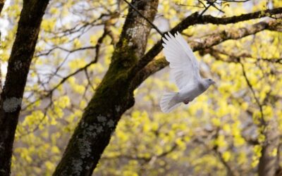 Juliette, entre Guerre et Paix